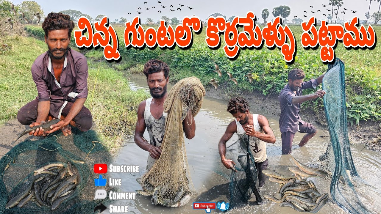 చిన్న గుంటలో చాలా చేపలు ఉన్నాయి #penumudi #fishing #villagevlog #koramenu #cooking #dryfish #crabs 