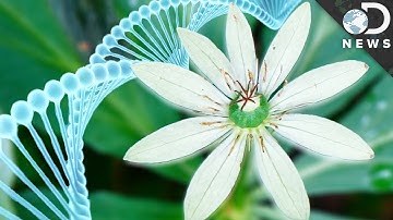 Why Do Humans Have Less DNA Than This Flower?