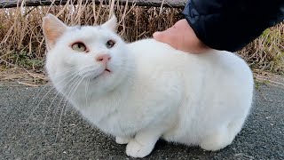 個性的な髪型の白猫ちゃん