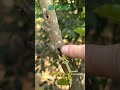 What is inside of the precious Agarwood trees? #agarwood#plantation #aromatherapy