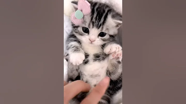 Watch the video about Adorable Kitty😸#cat #cats #catvideos #cute #catshorts #catlovers #meow #pets #pet #petlover