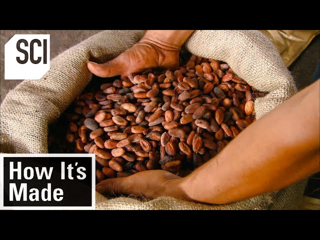How It's Made: Cocoa Beans class=