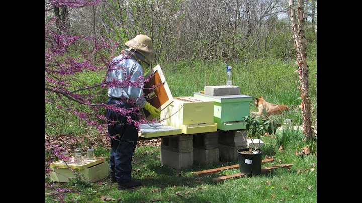 Beginning in Beekeeping