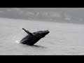 Hump Back Whale Breach - Sitka, Alaska - 5/24/23