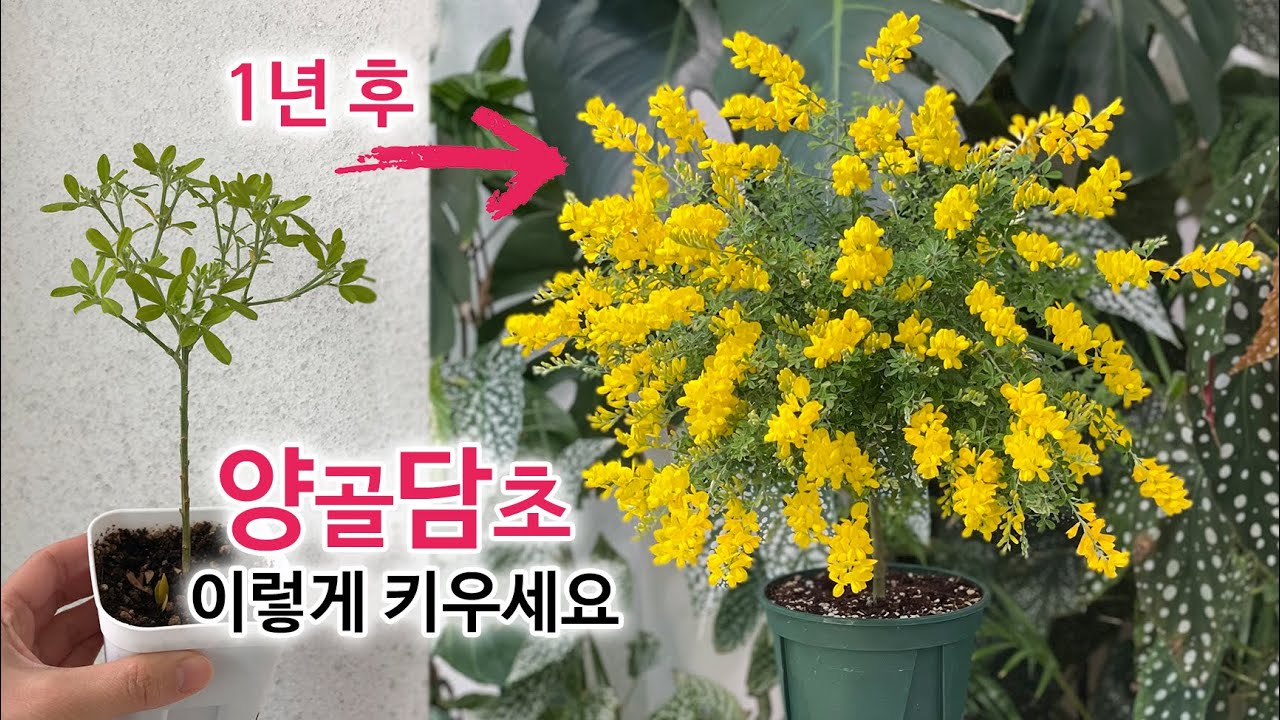 양골담초(애니시다) 키우기의 모든 것!