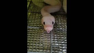 今日は、巳の日開運アクション🐍#巳の日 #開運 #開運アクション