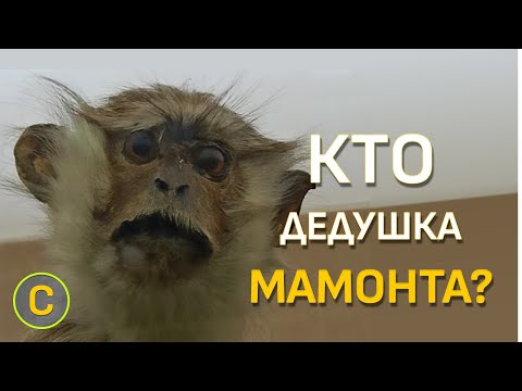 Ставрополь - родина слонов??