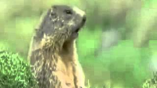 5913funny animal! BBC funny animal dub 1 avi
