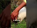 15 days vs one year old indian spitz