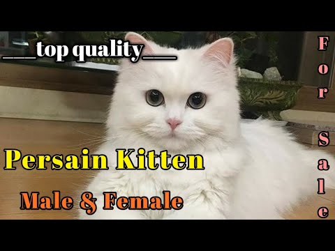 persain-kitten-for-sale-|-cat-for-sale-|-बिल्ली-का-बच्चा-|-persain-cats-for-sale-|-gwalior-pet-shop