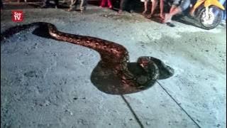 Slithery intruder handed to Perhilitan