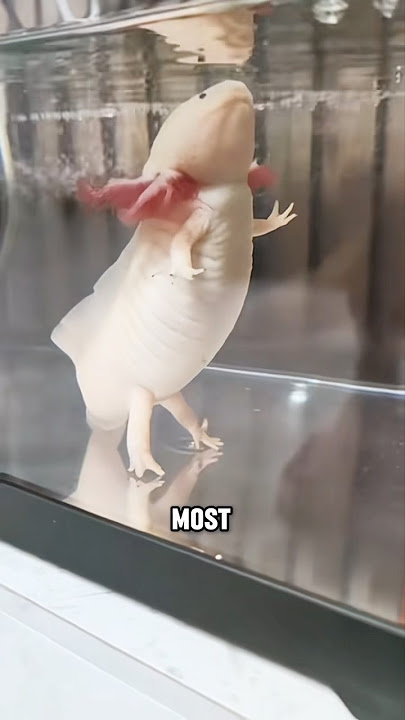 Why Everyone’s Falling in Love with Axolotls #animals #axolotl #cute