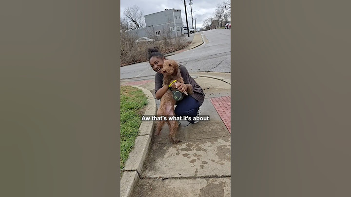 Missing dog gets found in heartwarming way 🥹❤️