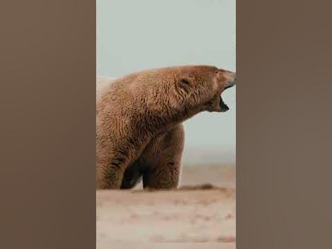 САМЫЙ ТОЛСТЫЙ МЕДВЕДЬ🐻‍ ️⬇️ - YouTube