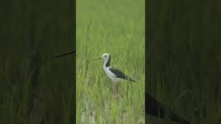 Gagang Bayam Timur. Himantopus leucocephalus