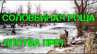 Соловьиная роща во льду I Весь город тут, плотва клюет