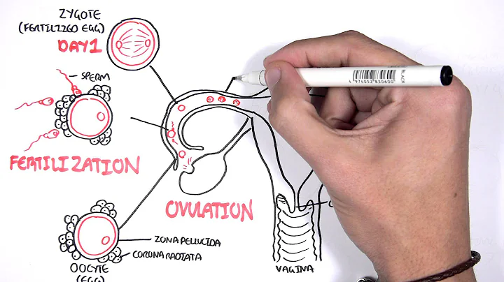 Embrology - Day 0 7 Fertilization, Zygote, Blastocyst - DayDayNews