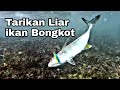 ULTRALIGHT CASTING DI PANTAI - STRIKE TERUS PAKAI LURE ANDALAN #V61