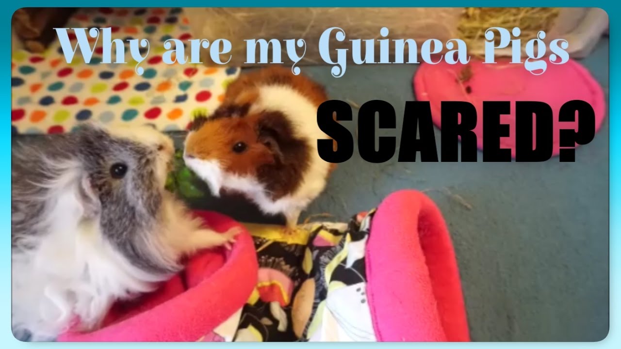 my guinea pig is scared of me