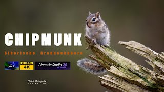 Chipmunk Filmed with Nikon Z9, Nikon 180-600