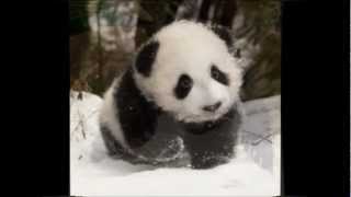 A Panda's Life in 54 seconds(The panda (Ailuropoda melanoleuca, lit. 