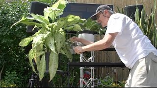 Robert&#39;s Plant Band (Musical Plant Choir) conducted by Robert W Connolly