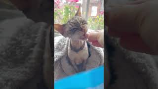 TREAT TIME FOR CAT BROTHERS Devon Rex Sebi and Siamese Ollie #cats #catlover #catvideos by London CATTALK 248 views 1 month ago 1 minute, 4 seconds