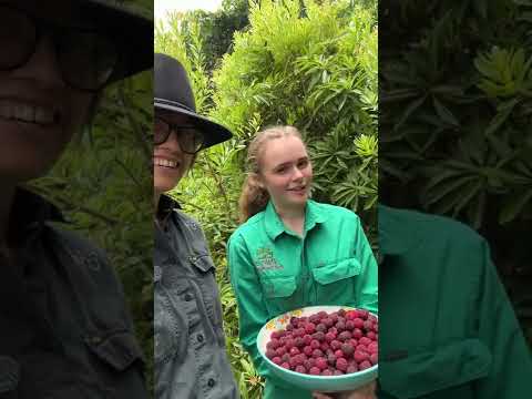 Wideo: Co to jest owoc Yangmei - Dowiedz się więcej o uprawie chińskich roślin Bayberry