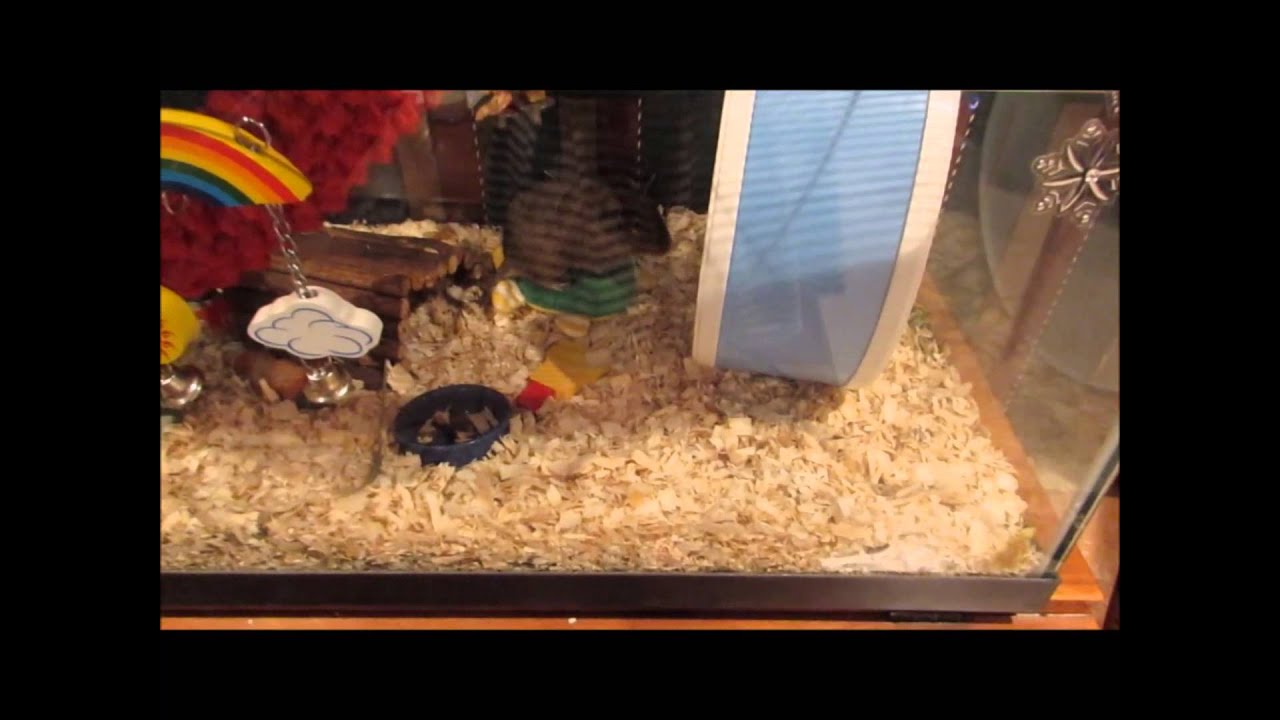 petco hours Meet Gus! Degu Cage Tour!