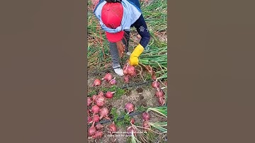 Harvesting red onions in the field