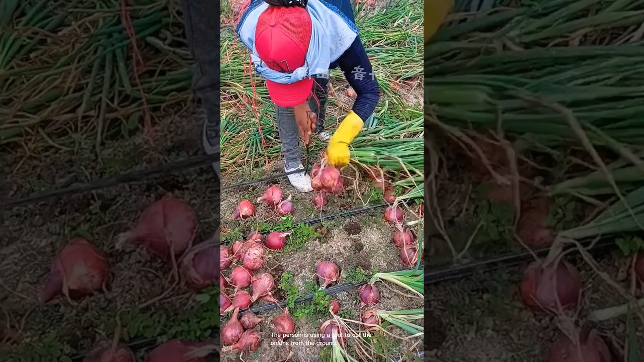 Harvesting red onions in the field