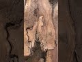 Ugly logs are worth milling!