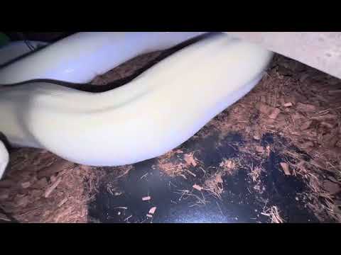 SUPER-HYPO ALBINO BURMESE PYTHONS & variability due to “VISIBLE HET” influence!?! 🤯🐍🤓