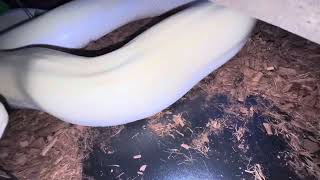 SUPER-HYPO ALBINO BURMESE PYTHONS & variability due to “VISIBLE HET” influence!?! 🤯🐍🤓
