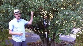 Fortune's Osmanthus (Osmanthus x fortunei) - Plant Identification