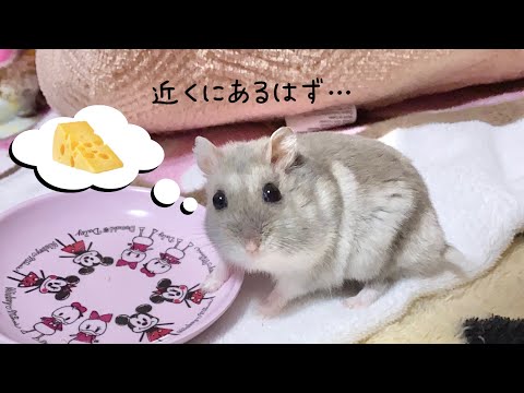 チーズの匂いがするぞ…