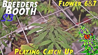 Breeders Booth S3 Ep. 20 | Flower Weeks 6 & 7 | Playing Catch Up ( Goodbuds Genetics )
