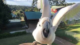 Qld Bunya Mountain birds