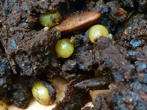 Video: How And Why Do Worm Eggs Enter The Environment