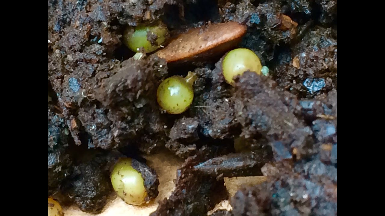 Worm Hatching and Red Wiggler Worm Eggs (Cocoons)