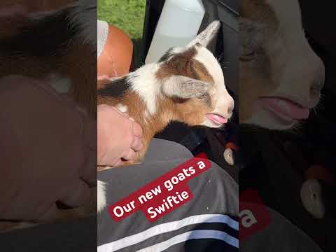 Our new goat