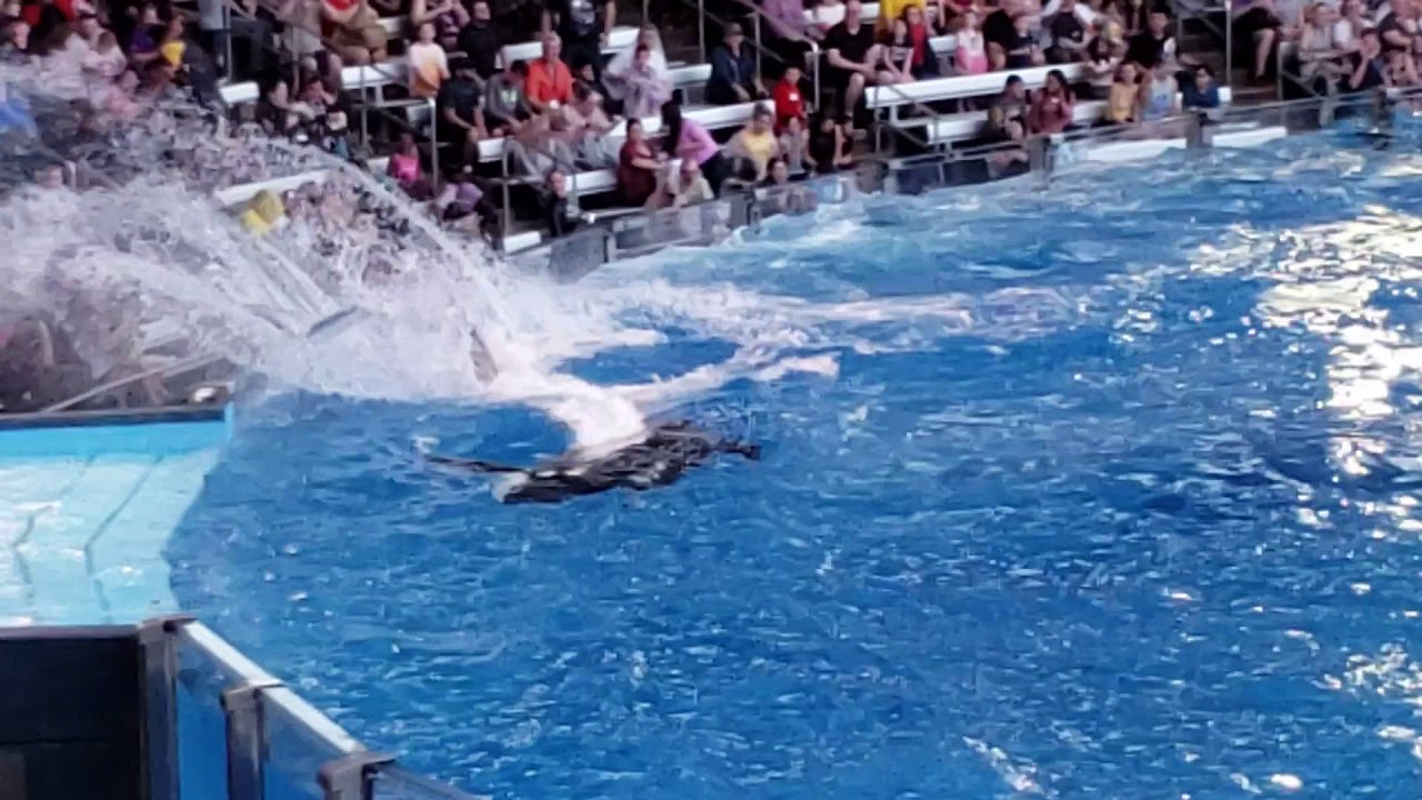 Happy New Year 2020 at Sea World Orlando Florida - YouTube