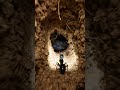 Ant POV: I Reached the Hidden Brood Chamber