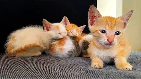 Video 7508291: bengal persian, persian kitten kitty cute, persian lovely cute kitten, persian kitten cute funny, cutecat kitten cutekitten