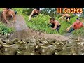 Three men caught a nest of golden snakes and 1000 baby snakes