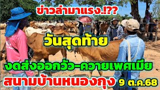 Hot news! Oct. 9, 2025, Ban Nong Kung Market. Is it true or not!? Last day to stop exporting fema...