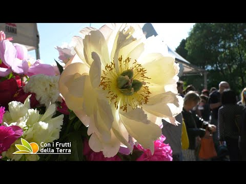 Video: Varietà di peonia rosa – Selezione di fiori di peonia rosa per il giardino