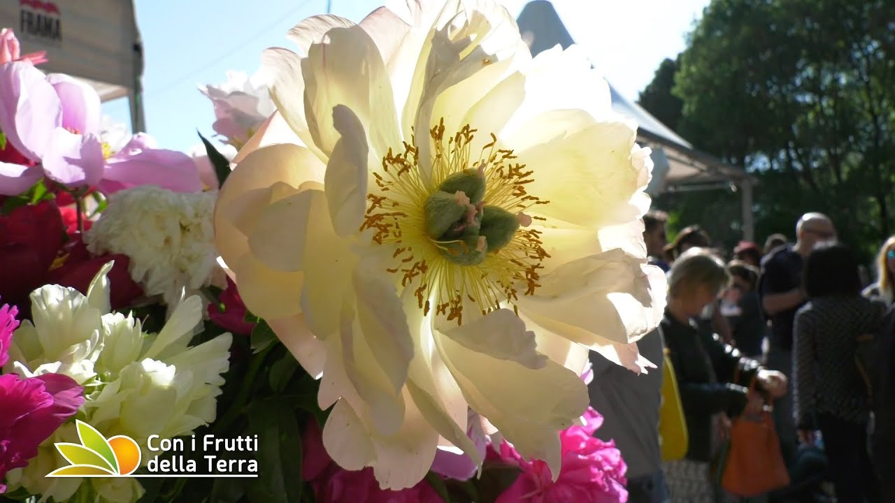 Peonie: alla scoperta di colori e varietà di questo fiore