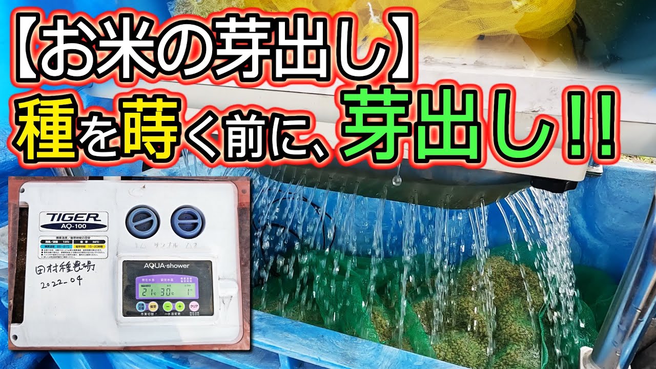 【種籾の催芽(さいが)】種を蒔く前に「芽出し」をします！