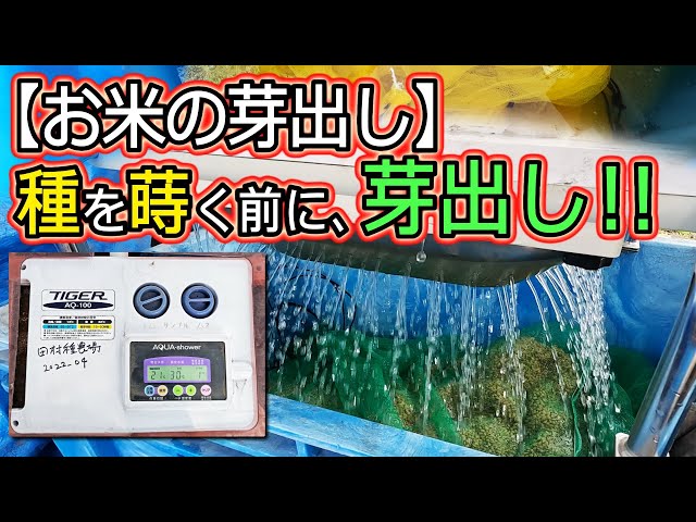 コンヒカリ 種籾　芽出し済み　すぐにすじまきできます　乾燥状態で4キロ コシヒカリの種籾 芽出し済み 乾燥状態で4キロ｜Yahoo!フリマ（旧